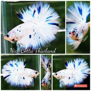 Betta fish OHM Prince of Frozen Sky Hawk