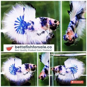 Betta fish OHM Blue Marble Ring