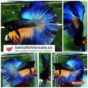 Betta fish HM Blue Mustard Gas Ring