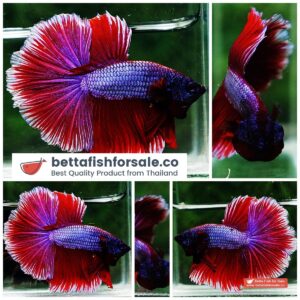Betta fish HM Purple Lavender Rosetail