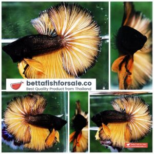 Betta fish OHM Copper Mustard Gas