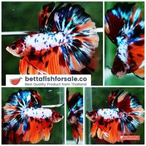 Betta fish HM Multicolor Marble Dot Candy