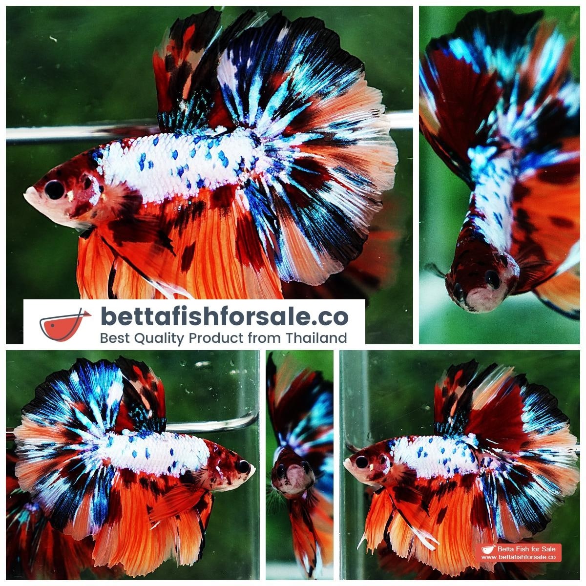 Betta fish HM Multicolor Marble Dot Candy