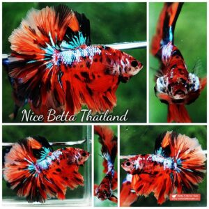 Betta fish OHM Tiger Multicolor