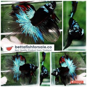 Betta fish HM Big Black Light Warrior
