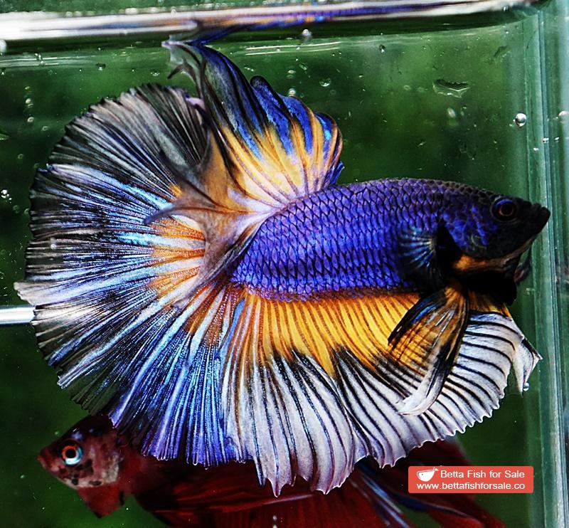 Betta fish OHM Purple Mustard Gas Butterfly - Image 5