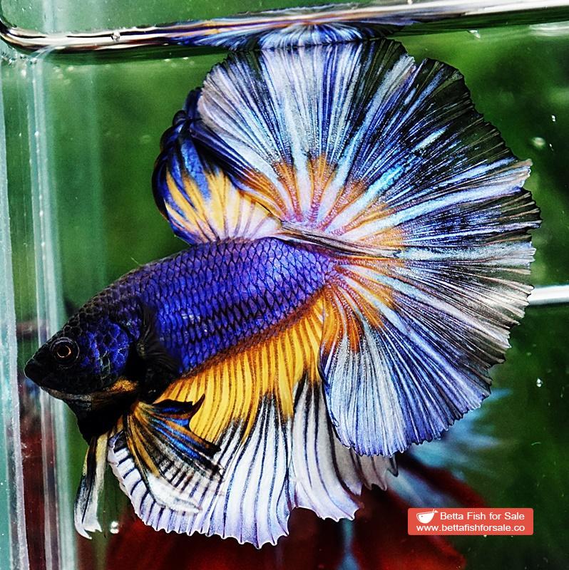 Betta fish OHM Purple Mustard Gas Butterfly - Image 4