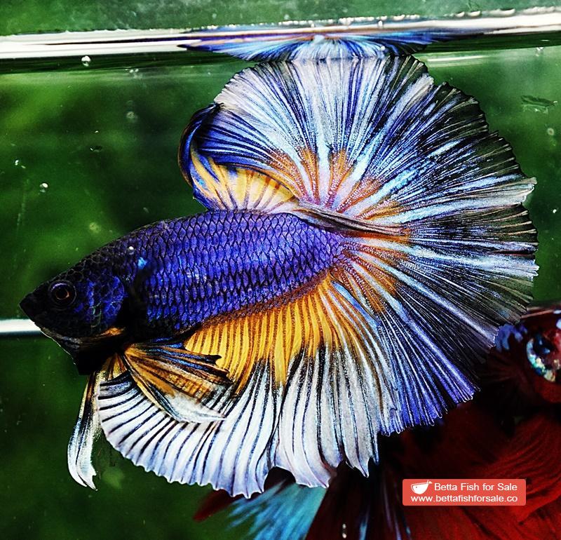 Betta fish OHM Purple Mustard Gas Butterfly - Image 2