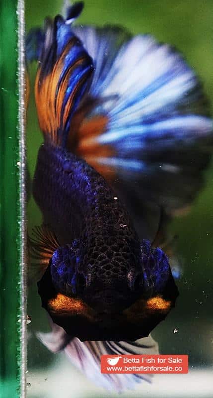 Betta fish OHM Purple Mustard Gas Butterfly - Image 6
