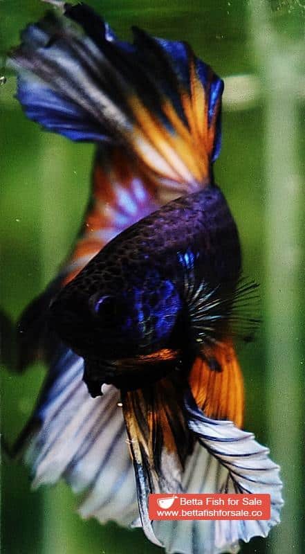 Betta fish OHM Purple Mustard Gas Butterfly - Image 7