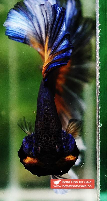 Betta fish OHM Purple Mustard Gas Butterfly - Image 8