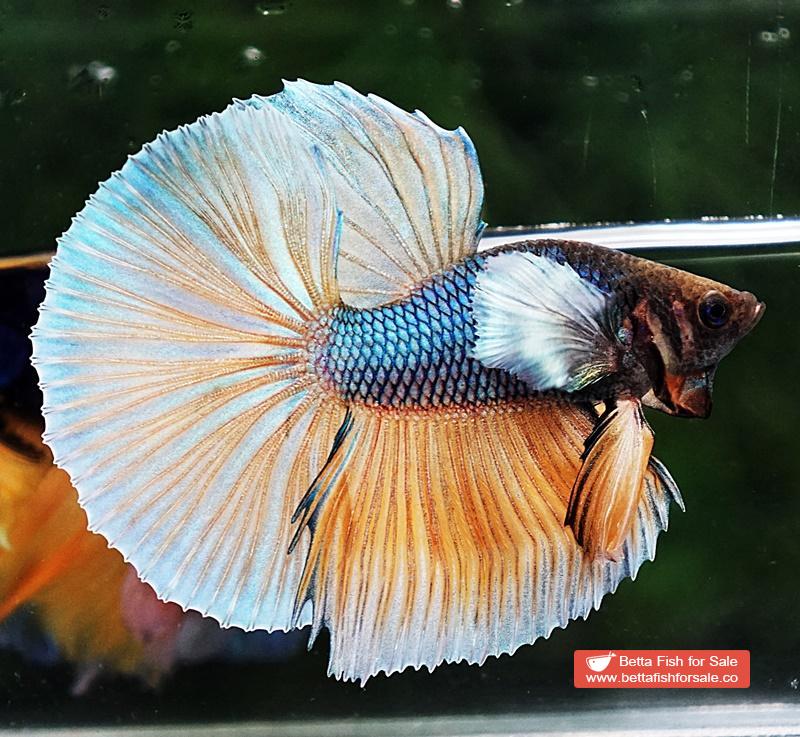 Betta fish HM Blue Mustard Gas Big Dumbo - Image 3