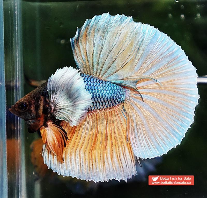 Betta fish HM Blue Mustard Gas Big Dumbo - Image 6