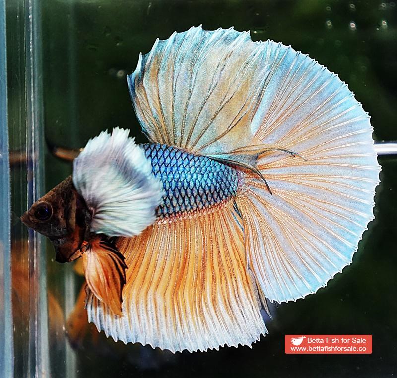 Betta fish HM Blue Mustard Gas Big Dumbo - Image 4