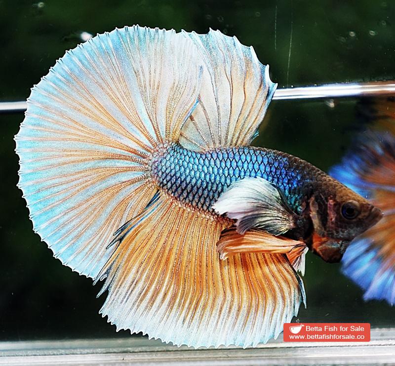 Betta fish HM Blue Mustard Gas Big Dumbo - Image 5