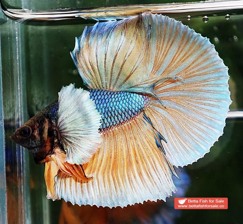 Betta fish HM Blue Mustard Gas Big Dumbo - Image 2