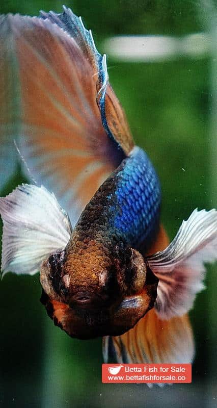 Betta fish HM Blue Mustard Gas Big Dumbo - Image 7