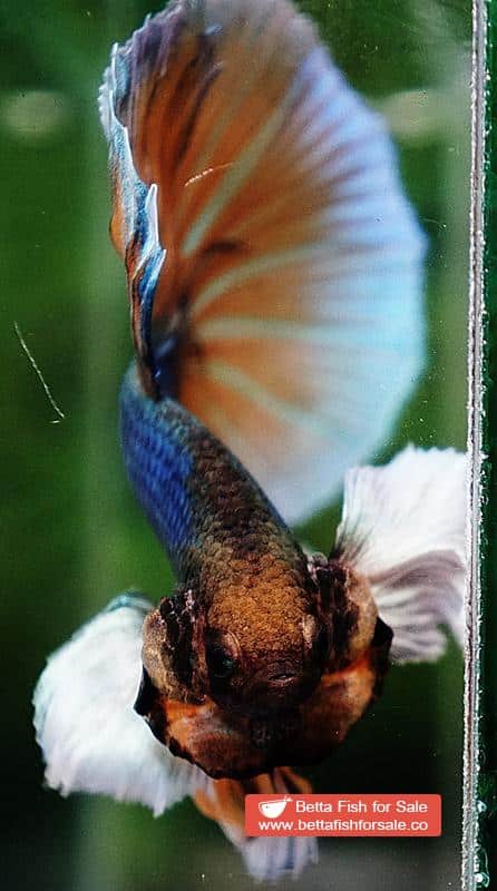 Betta fish HM Blue Mustard Gas Big Dumbo - Image 8