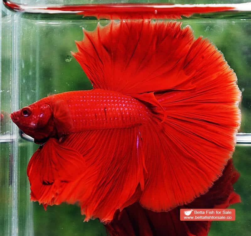Betta fish OHM Super Red Sky Hawk - Image 4