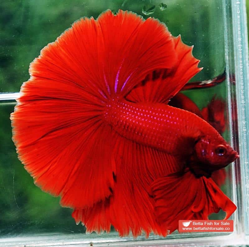 Betta fish OHM Super Red Sky Hawk - Image 3