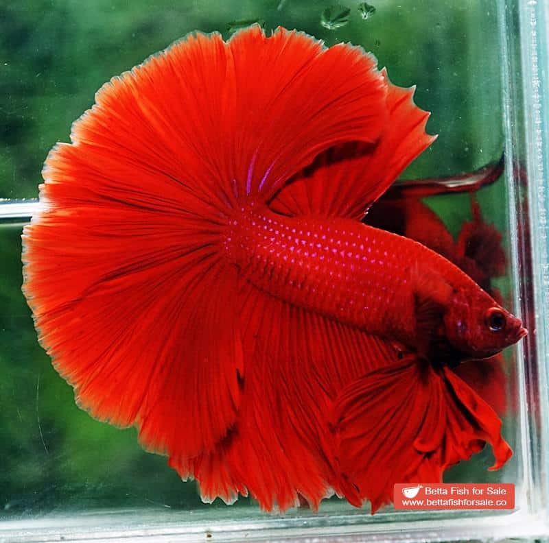 Betta fish OHM Super Red Sky Hawk - Image 5