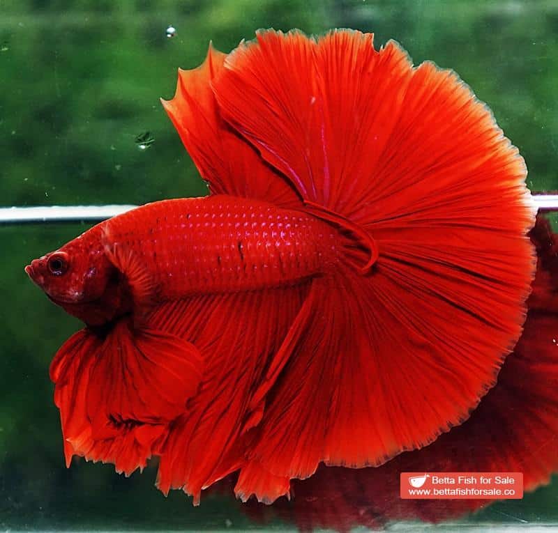 Betta fish OHM Super Red Sky Hawk - Image 6
