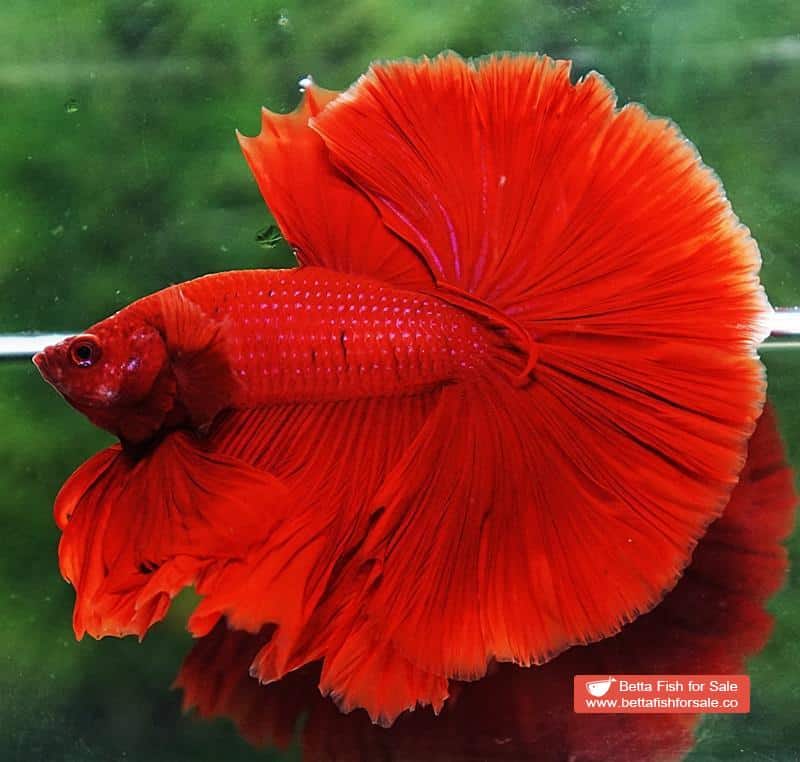 Betta fish OHM Super Red Sky Hawk - Image 2