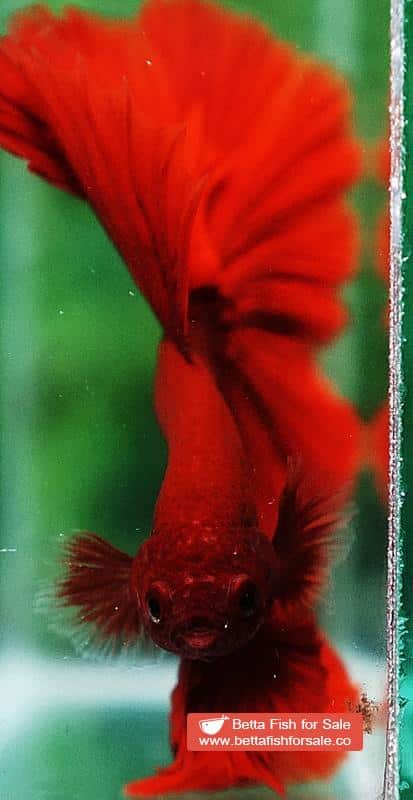 Betta fish OHM Super Red Sky Hawk - Image 7