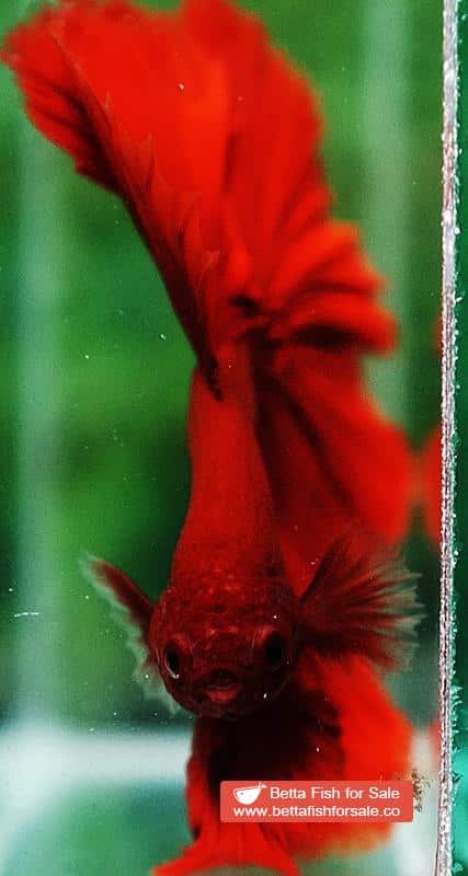 Betta fish OHM Super Red Sky Hawk - Image 8