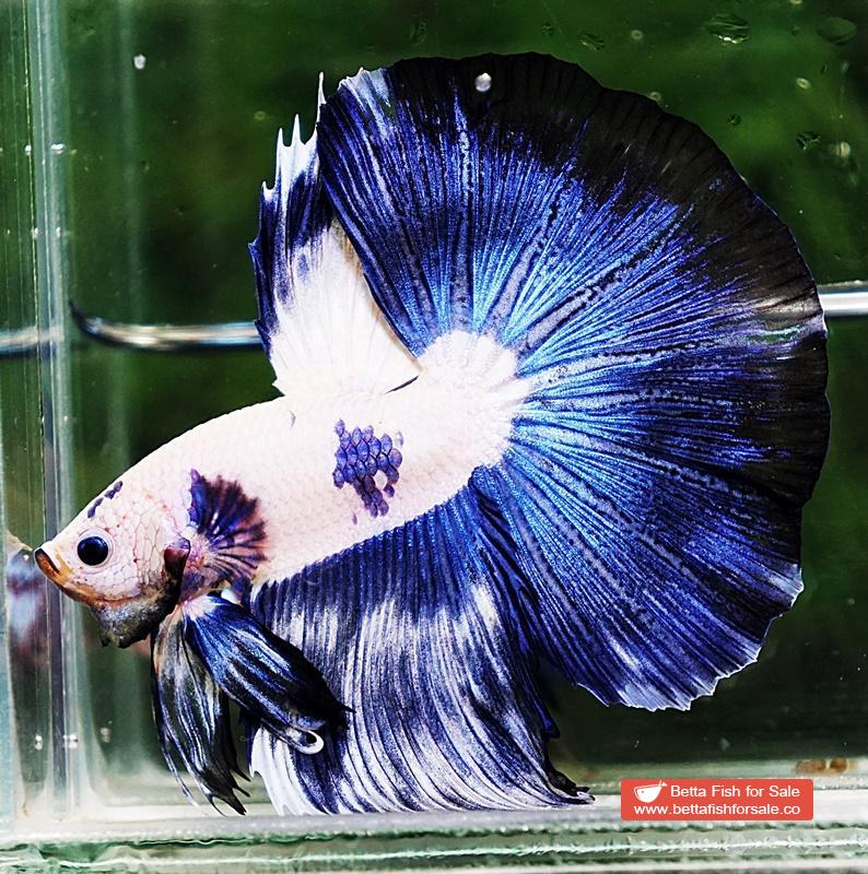 Betta fish HM Prince of Blue Rim Marble - Image 6