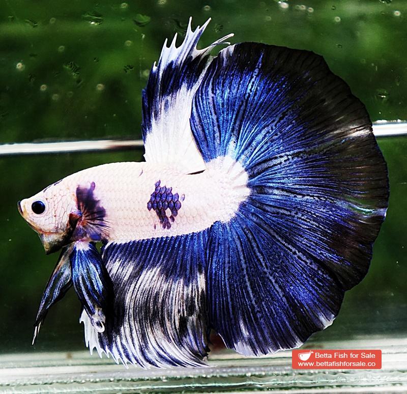 Betta fish HM Prince of Blue Rim Marble - Image 4