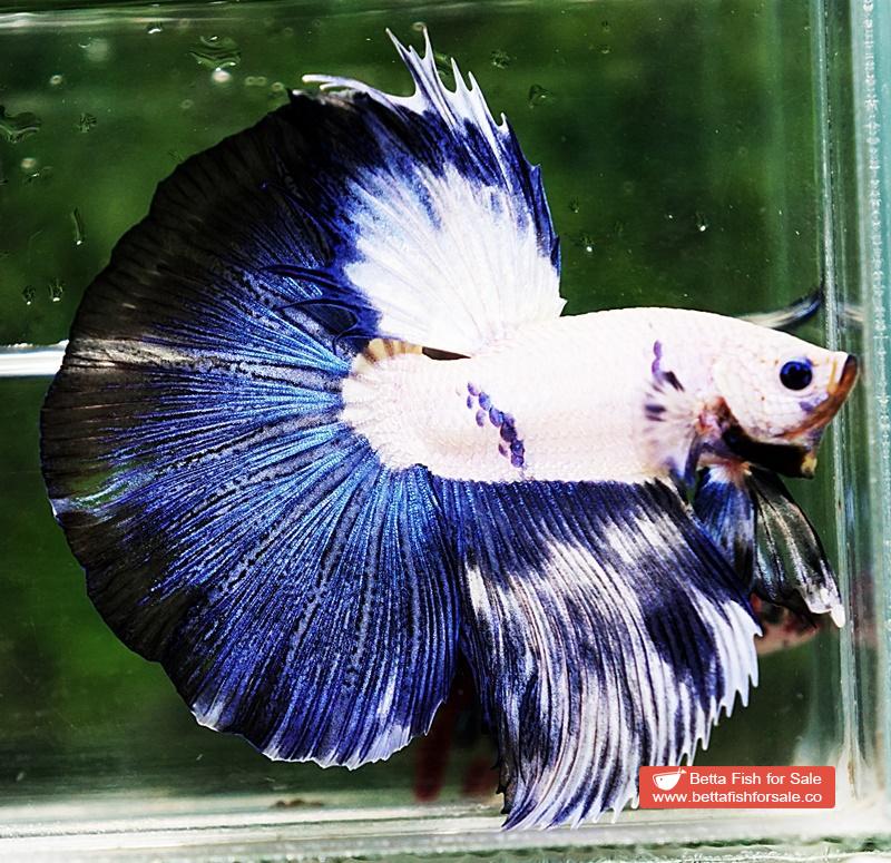 Betta fish HM Prince of Blue Rim Marble - Image 3