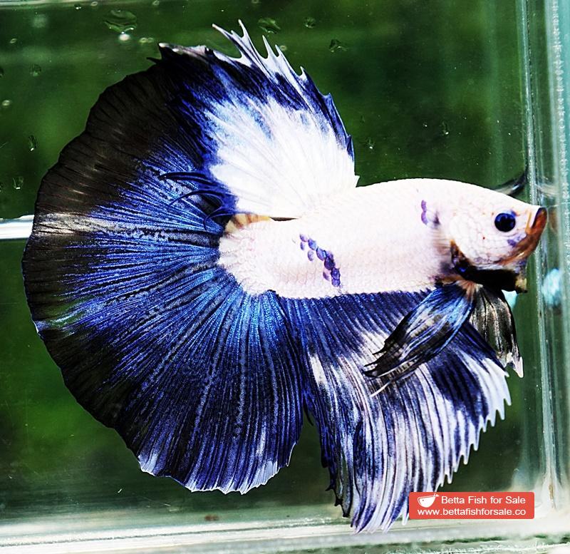 Betta fish HM Prince of Blue Rim Marble - Image 5
