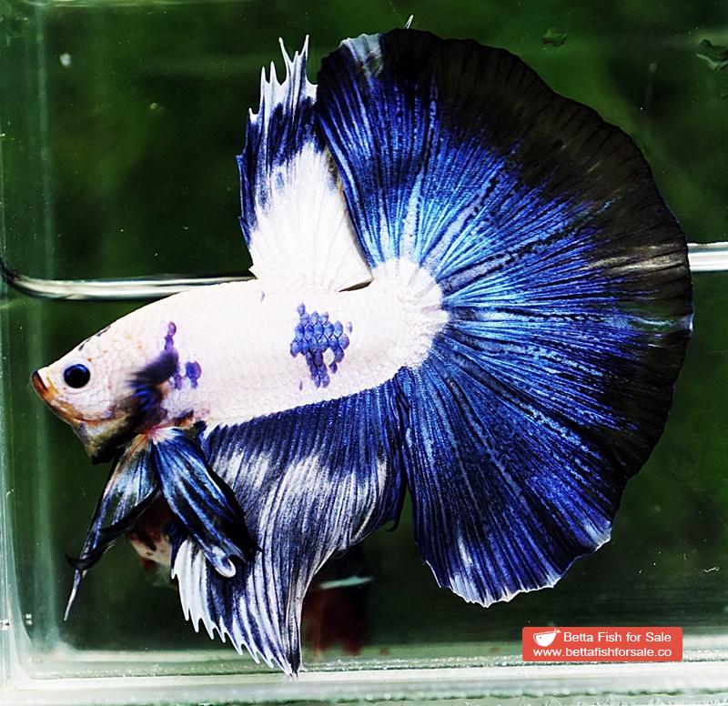 Betta fish HM Prince of Blue Rim Marble - Image 2