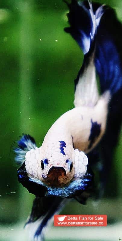 Betta fish HM Prince of Blue Rim Marble - Image 7