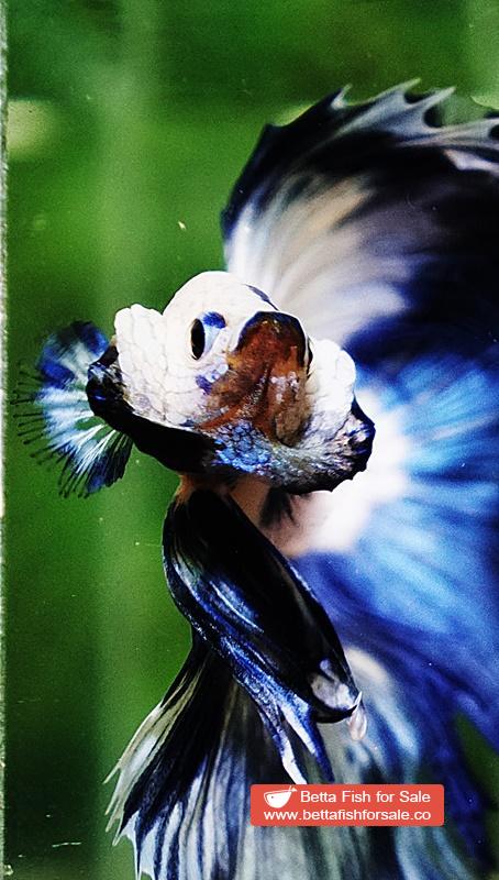 Betta fish HM Prince of Blue Rim Marble - Image 8