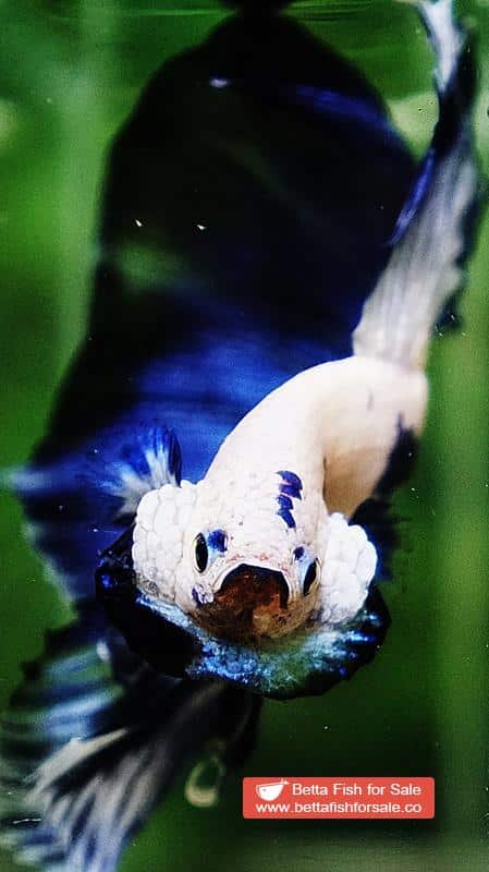Betta fish HM Prince of Blue Rim Marble - Image 9