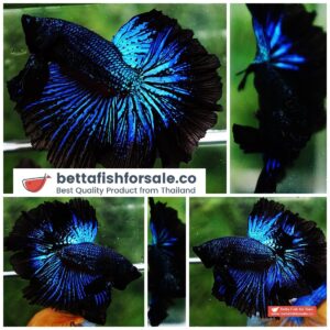 Betta fish OHM Blue Black Orchid