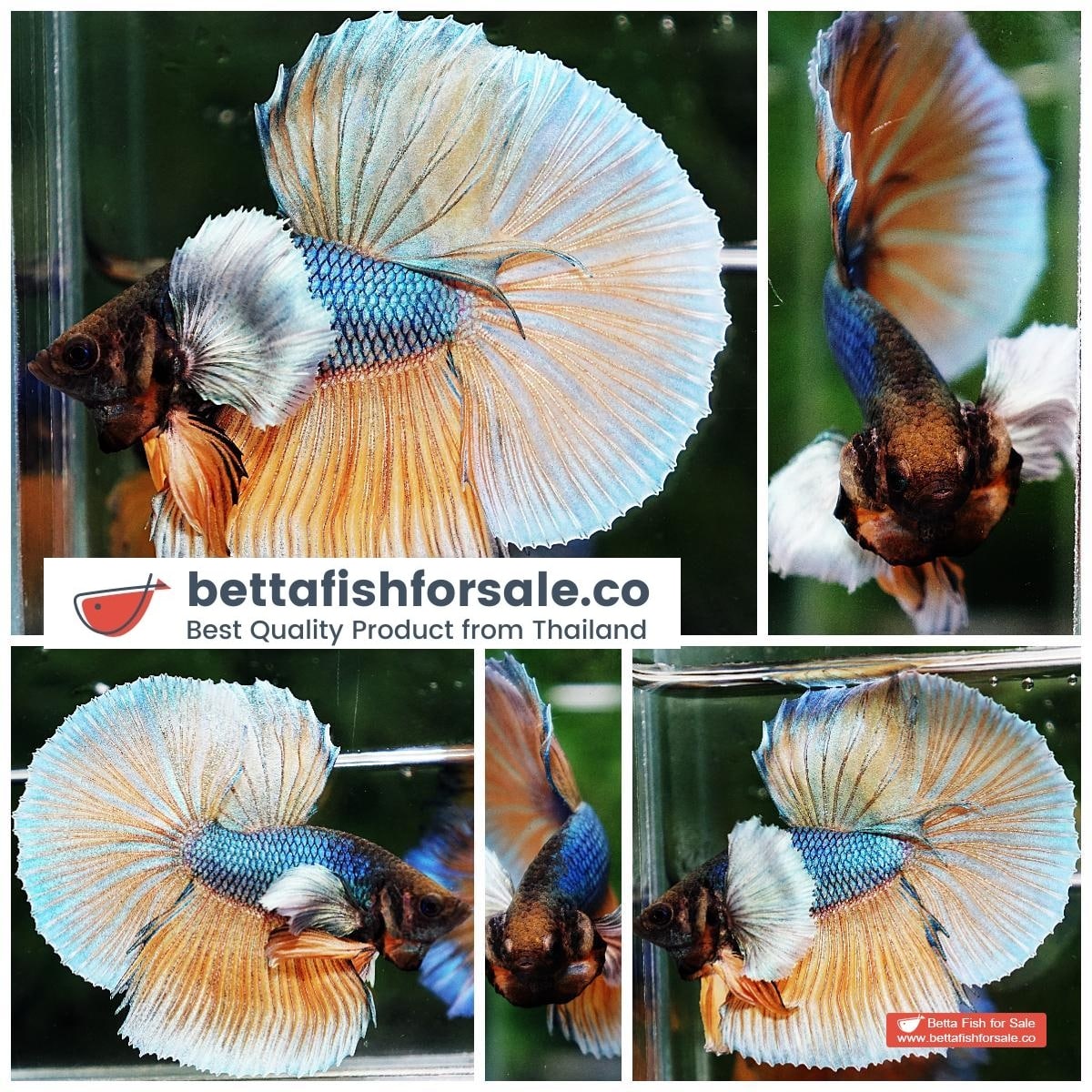 Betta fish HM Blue Mustard Gas Big Dumbo