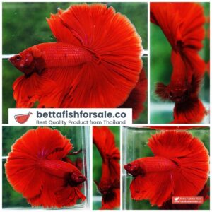 Betta fish OHM Super Red Sky Hawk