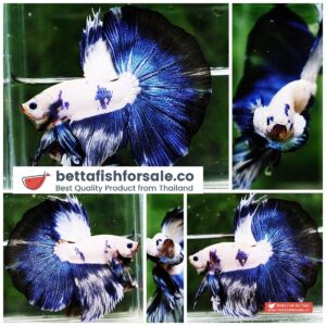 Betta fish HM Prince of Blue Rim Marble