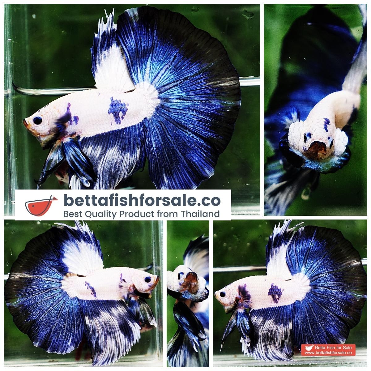 Betta fish HM Prince of Blue Rim Marble