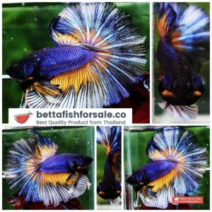 Betta fish OHM Purple Mustard Gas Butterfly