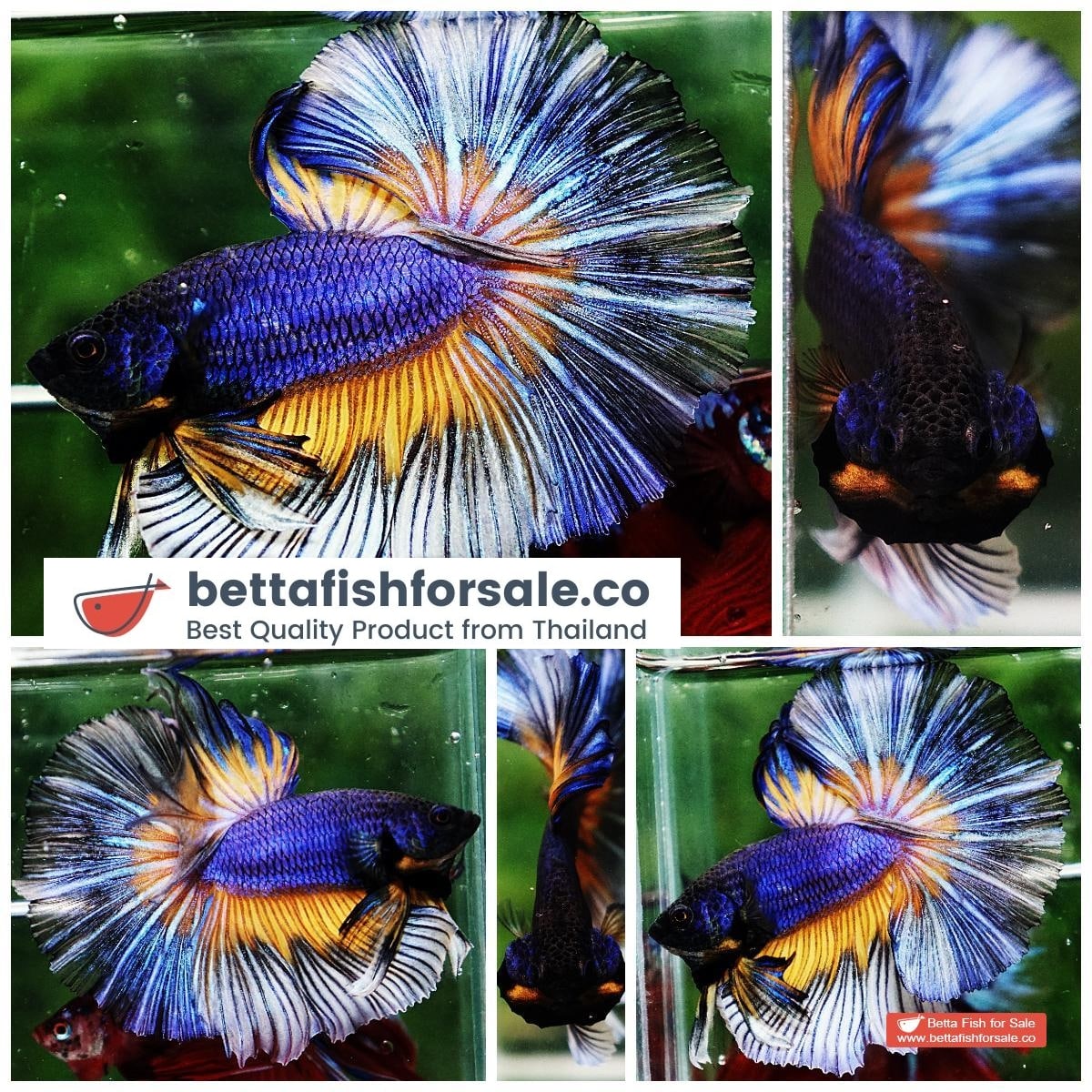 Betta fish OHM Purple Mustard Gas Butterfly