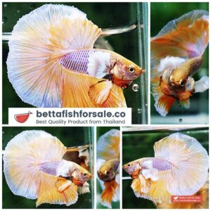 Betta fish HM Pink Net Yellow Dumbo
