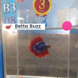 Winner 3rd place DTHM Thailand Flag