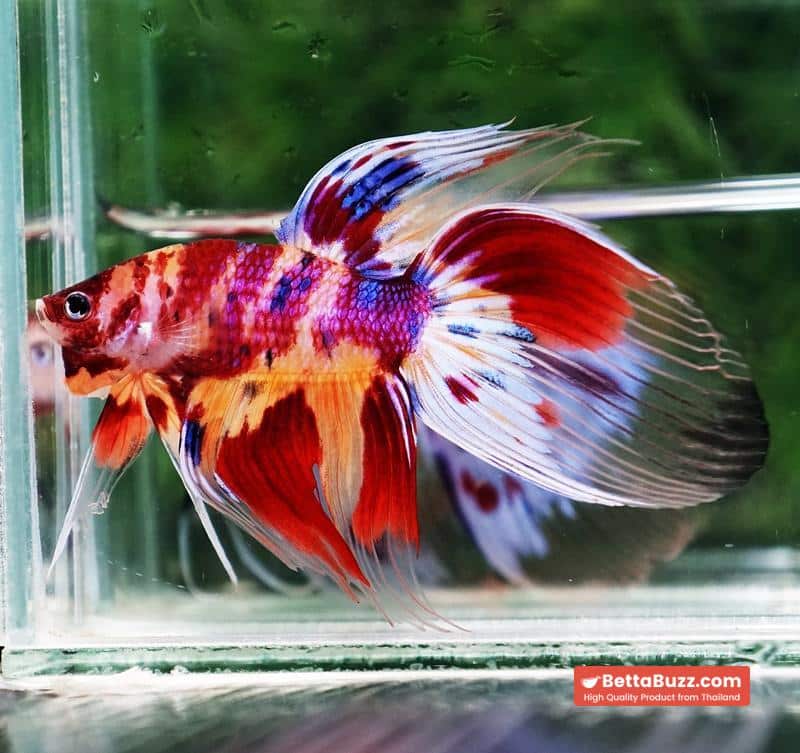 Betta fish VT Multicolor Rainbow Candy Nemo - Image 4