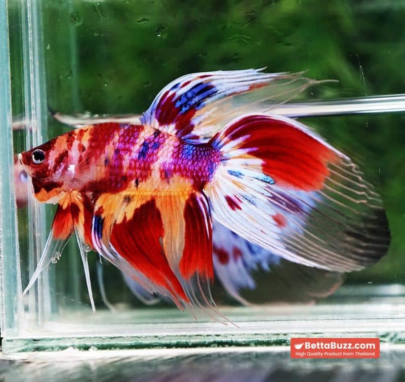 Betta fish VT Multicolor Rainbow Candy Nemo - Image 6