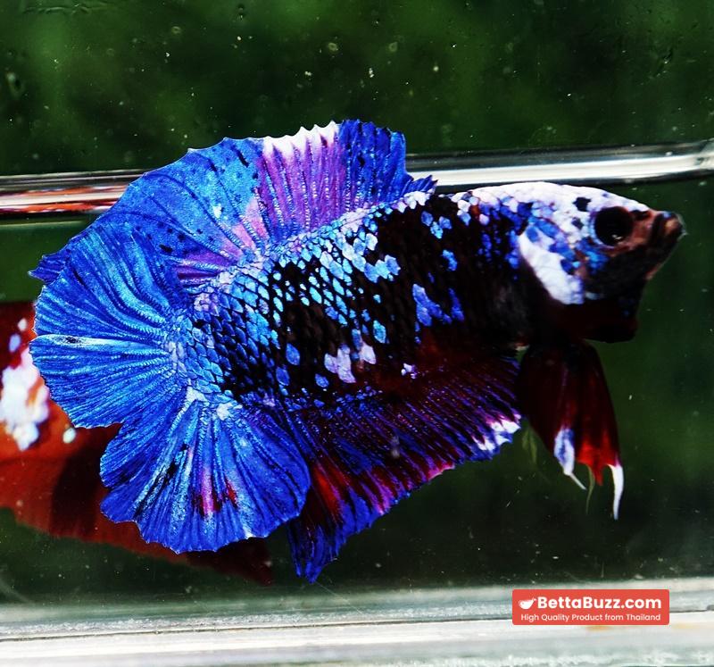 Betta fish DTPK Helment Fancy Avatar Panther - Image 4