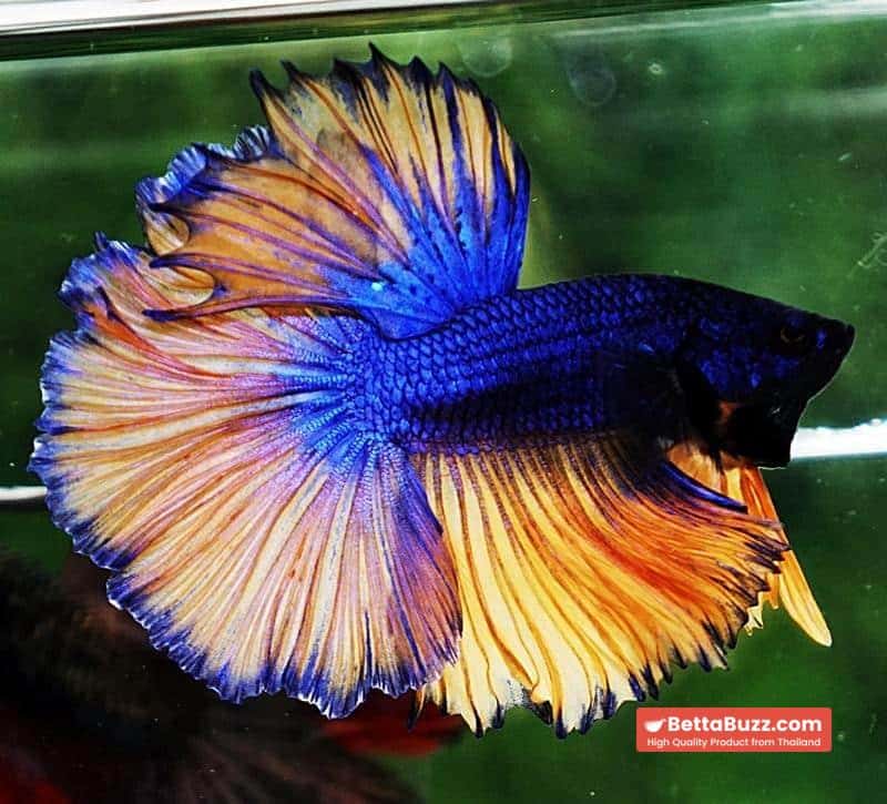 Betta fish OHM Classic Blue Mustard Gas Rosetail - Image 4